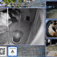 Image for article titled The Latest Twitch Sensation Is Chickens, Goats, And Bees